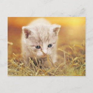 Sweet Little Cat Postkarte
