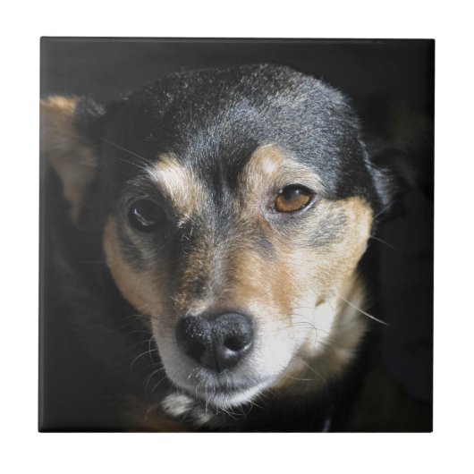 Sweet Little Dog Posing für die Kamera Fliese (Vorderseite)