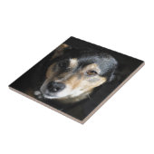 Sweet Little Dog Posing für die Kamera Fliese (Seite)