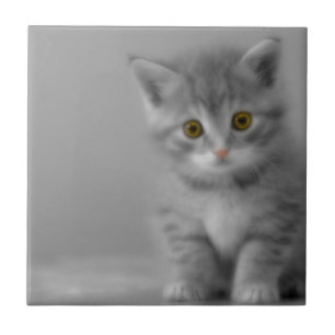Sweet Little Kitten Fliese