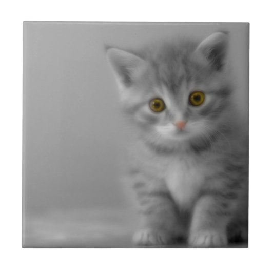 Sweet Little Kitten Fliese (Vorderseite)