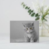 Sweet Little Kitten Postkarte (Stehend Vorderseite)
