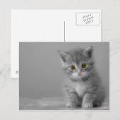 Sweet Little Kitten Postkarte (Vorne/Hinten)