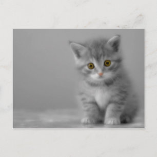 Sweet Little Kitten Postkarte