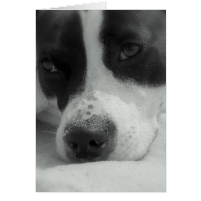 Sweet Maggie (Vorne)