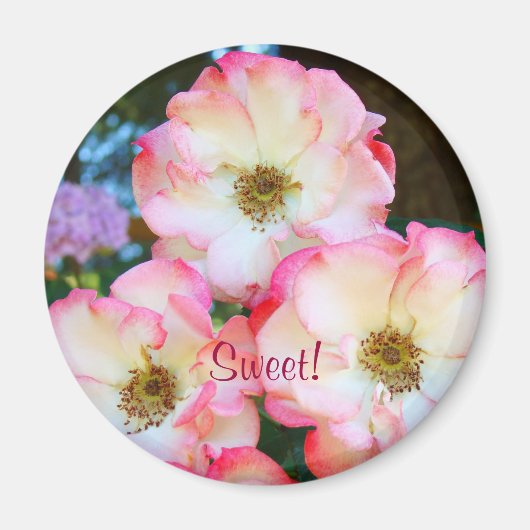 Sweet! Magnet spendet Rose Rot Rosa Rose (Vorne)