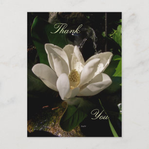 Sweet Magnolia Blossom Postkarte