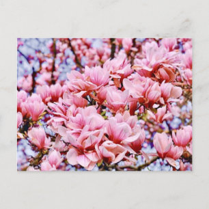 Sweet Magnolia - Der Frühling ist da Postkarte