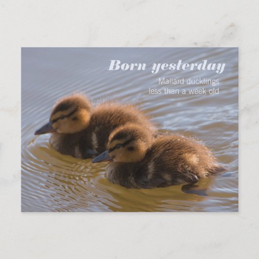 Sweet mallard Encklings CC0146 Geboren gestern Postkarte (Vorderseite)