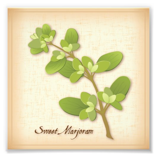 Sweet Marjoram Herb Foto Print (Vorne)