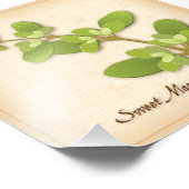 Sweet Marjoram Herb Foto Print (Ecke)