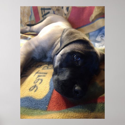 Sweet Mastiff Puppy Poster (Vorne)
