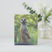 Sweet Meerkat Postkarte (Stehend Vorderseite)