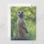 Sweet Meerkat Postkarte (Vorne/Hinten)