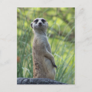 Sweet Meerkat Postkarte