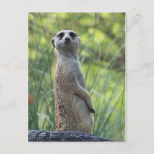 Sweet Meerkat Postkarte (Vorderseite)