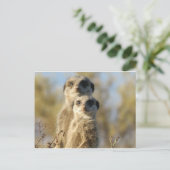 Sweet Meerkat Postkarte (Stehend Vorderseite)