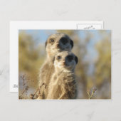 Sweet Meerkat Postkarte (Vorne/Hinten)