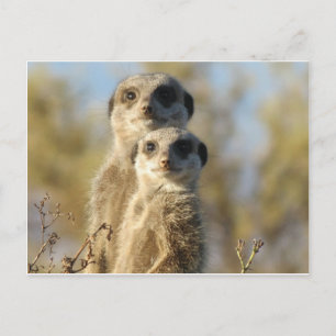 Sweet Meerkat Postkarte