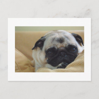 Sweet Mops Postcard Postkarte