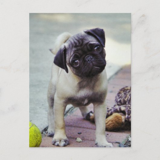 Sweet Mops Puppy "Puppy Liebe" Postkarte (Vorderseite)