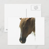 Sweet Mustang Horse Postcard Postkarte (Vorne/Hinten)