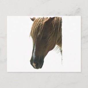 Sweet Mustang Horse Postcard Postkarte