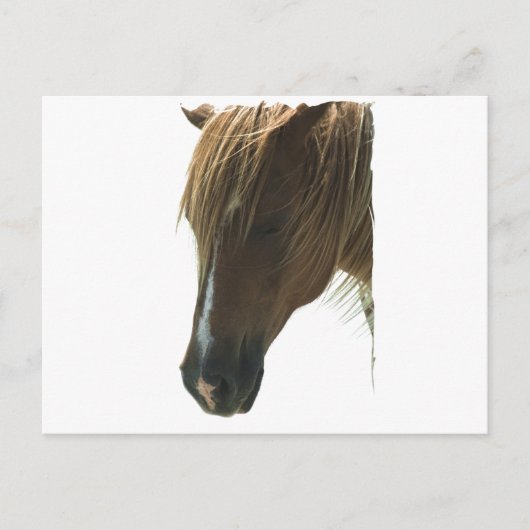 Sweet Mustang Horse Postcard Postkarte (Vorderseite)