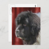 Sweet Newfundland Dog Face Postkarte (Vorne/Hinten)