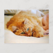 Sweet Orange Cat Postcard Postkarte (Vorderseite)
