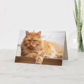 Sweet Orange Maine Coon Cat Karte (Rückseite)