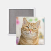 Sweet Orange Tabby Cat Magnet (Vorderseite/Rückseite)
