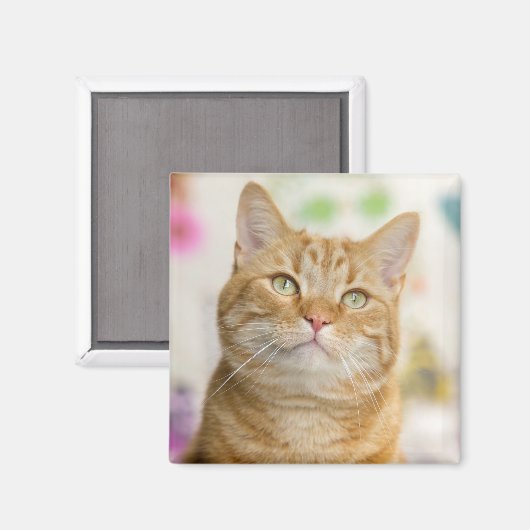 Sweet Orange Tabby Cat Magnet (Vorderseite/Rückseite)