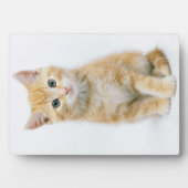 Sweet Orange Tabby Fotoplatte (Vorderseite)