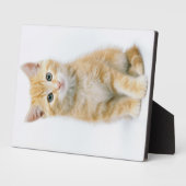Sweet Orange Tabby Fotoplatte (Seite)