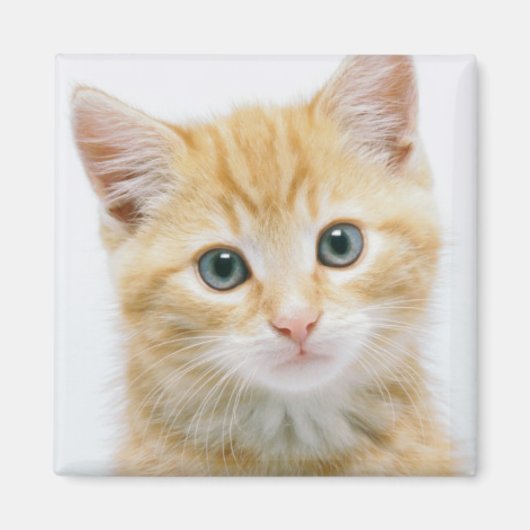 Sweet Orange Tabby Magnet (Vorne)