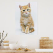 Sweet Orange Tabby Poster (Küche)