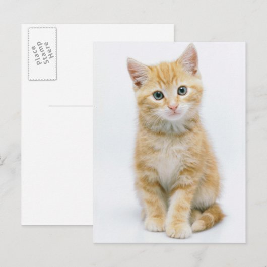 Sweet Orange Tabby Postkarte (Vorne/Hinten)