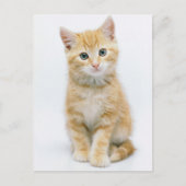 Sweet Orange Tabby Postkarte (Vorderseite)