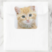 Sweet Orange Tabby Quadratischer Aufkleber (Tasche)