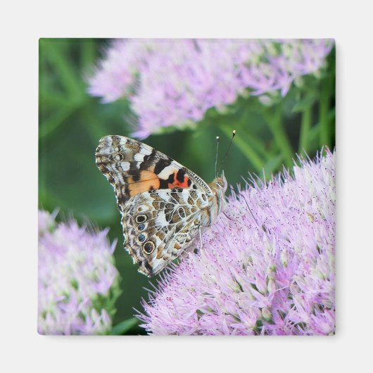 Sweet Painted Lady Magnet (Vorne)
