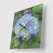 Sweet Pale Blue Mophead Hydrangea Numerale Uhr (Winkel)