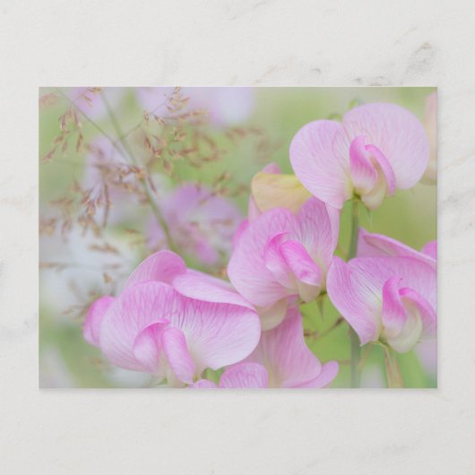 Sweet Pea Blossoms | Seabeck, WA Postkarte (Vorderseite)