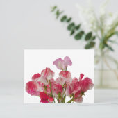 Sweet Pea Blume Postcard Postkarte (Stehend Vorderseite)