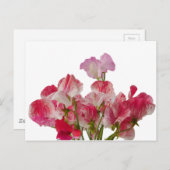 Sweet Pea Blume Postcard Postkarte (Vorne/Hinten)