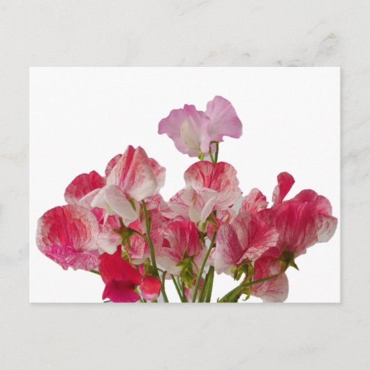Sweet Pea Blume Postcard Postkarte (Vorderseite)