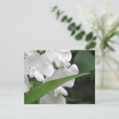 Sweet Pea Blume Postcard Postkarte (Stehend Vorderseite)