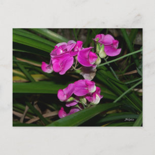 Sweet Pea Blume Postcard Postkarte