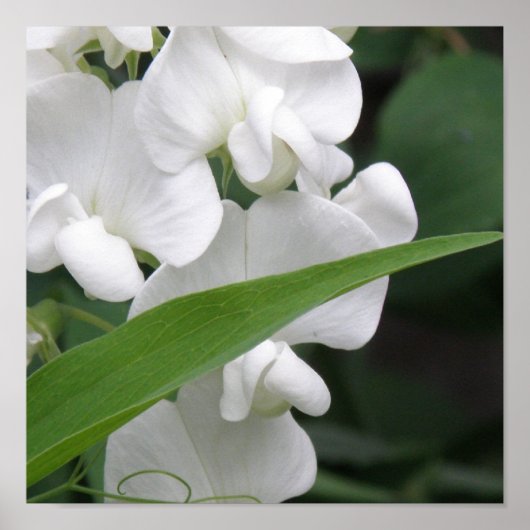 Sweet Pea Blume Print Poster (Vorne)