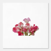Sweet Pea Blume Wallpaper Tapete (Vorderseite)